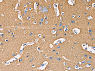 GNB1 Antibody