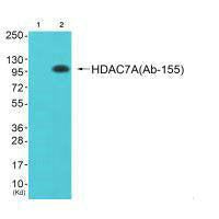 HDAC7 (Ab-155) Antibody