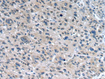 WNT10A Antibody