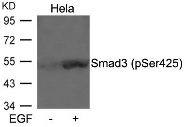 Phospho-SMAD3 (Ser425) Antibody