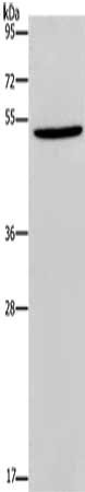 HDAC3 Antibody