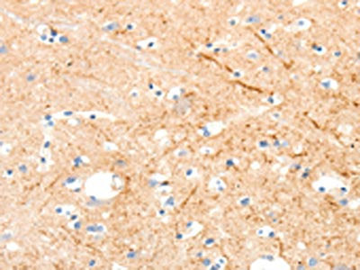 MAP4K1 Antibody