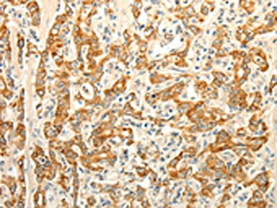 ERG Antibody