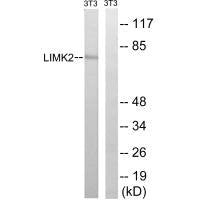 LIMK2 (Ab-283) Antibody