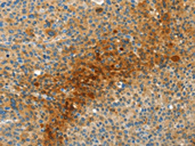 MAF Antibody