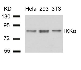 CHUK (Ab-23) Antibody