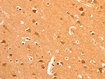 GRM3 Antibody