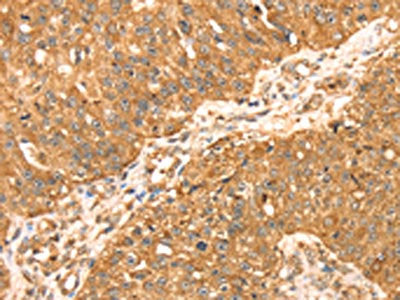 MAPK7 Antibody