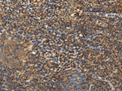 PCP4 Antibody