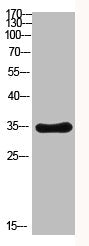 CDX2 Antibody