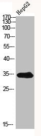 ACER1 Antibody