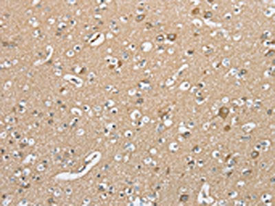 SERINC3 Antibody