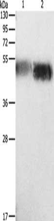 ORM1 Antibody