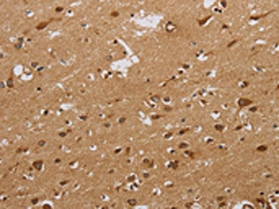 CASP10 Antibody