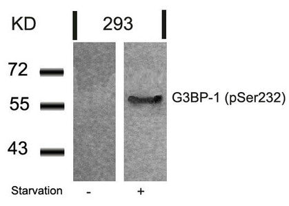 Phospho-G3BP1 (Ser232) Antibody