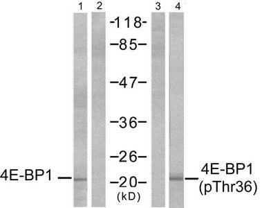 Phospho-EIF4EBP1 (Thr36) Antibody