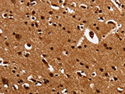 UPK3B Antibody