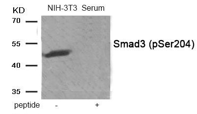 Phospho-SMAD3 (Ser204) Antibody