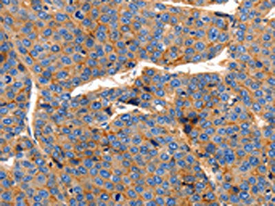 CLDN1 Antibody
