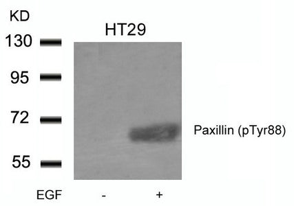 Phospho-PXN (Tyr88) Antibody