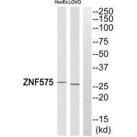 ZNF575 Antibody