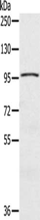 CIZ1 Antibody