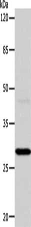 CA1 Antibody