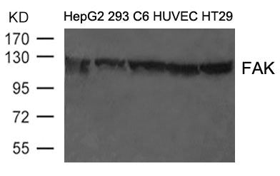 PTK2 (Ab-397) Antibody