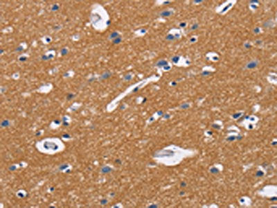 CD47 Antibody