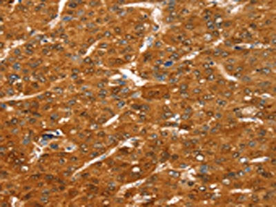 COLEC11 Antibody