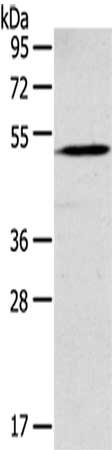 GABRR1 Antibody