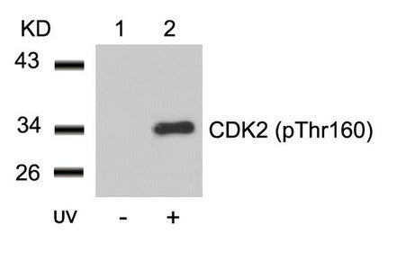 Phospho-CDK2 (Thr160) Antibody