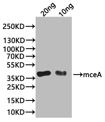 mceA Antibody