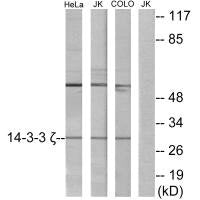 YWHAZ Antibody