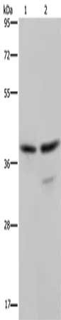 BUB3 Antibody