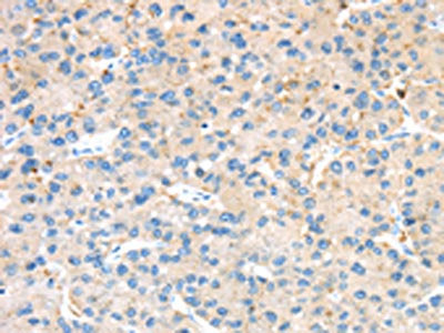 KCNG3 Antibody