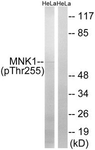 Phospho-MKNK1 (Thr255) Antibody