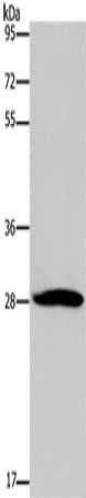 POMC Antibody