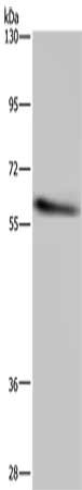 CYP1A2 Antibody