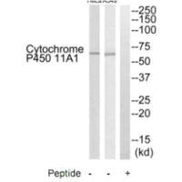 CYP11A1 Antibody