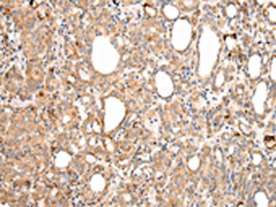 AXIN1 Antibody
