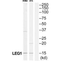 LAMC3 Antibody