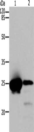 CBX5 Antibody