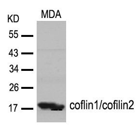 CFL1/CFL2 (Ab-88) Antibody