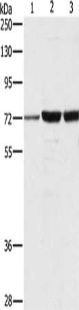 DOK1 Antibody