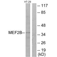 MEF2B Antibody