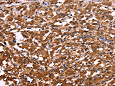 APMAP Antibody