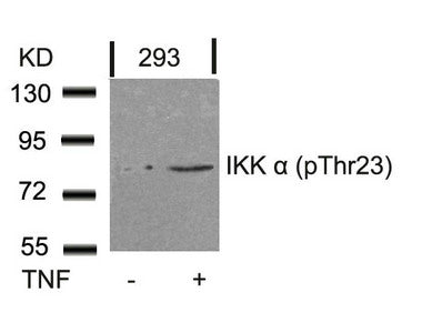 Phospho-CHUK (Thr23) Antibody