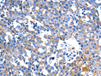 HINT2 Antibody