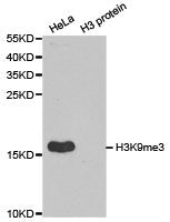 Histone H3K9me3 Antibody